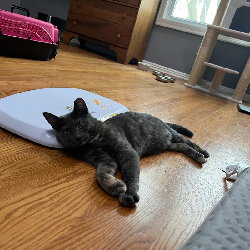 Willow Clark thumbnail 4