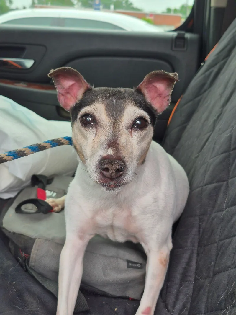 An adult medium-sized female Jack Russell Terrier dog named Gerti for adoption in Hillside, IL