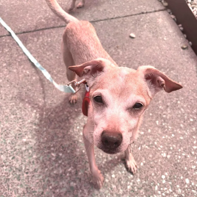 A senior small-sized male Apricot / Beige Chihuahua dog named Mic Drop for adoption in San Francisco, CA