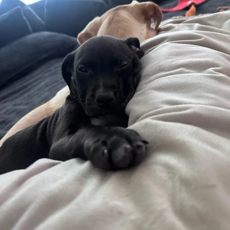 A baby medium-sized male Black Labrador Retriever dog named Henry for adoption in Charlotte, NC