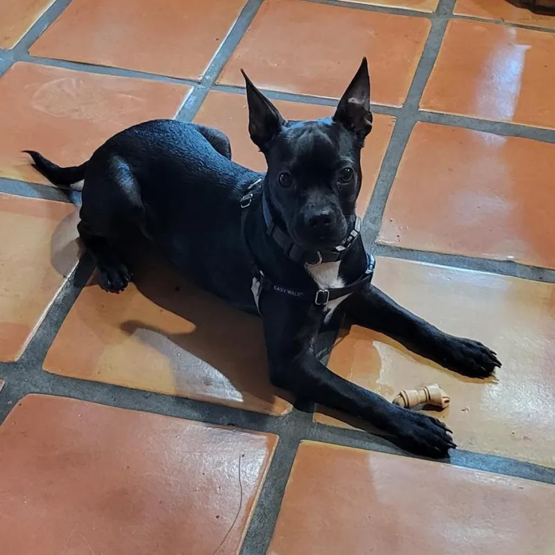 An adult small-sized male Black Boston Terrier dog named Oreo for adoption in West Palm Beach, FL