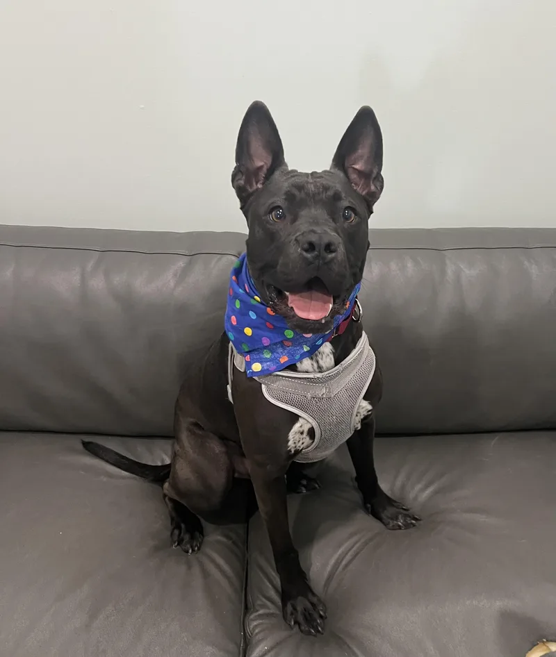 Jack Vegetable Connoisseur And