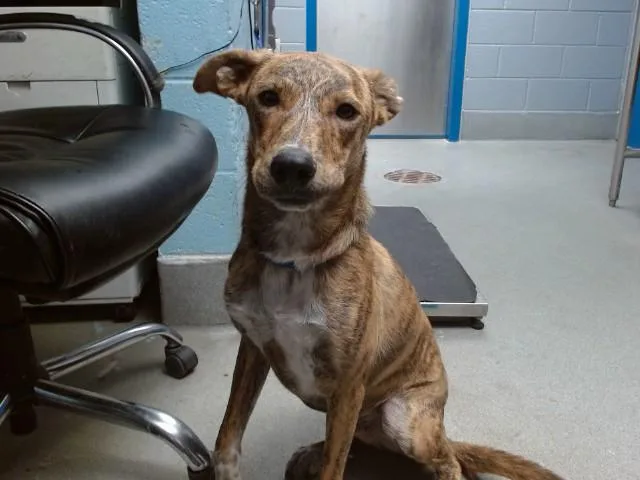 A young medium-sized male German Shepherd Dog dog named Draco for adoption in Albuquerque, NM