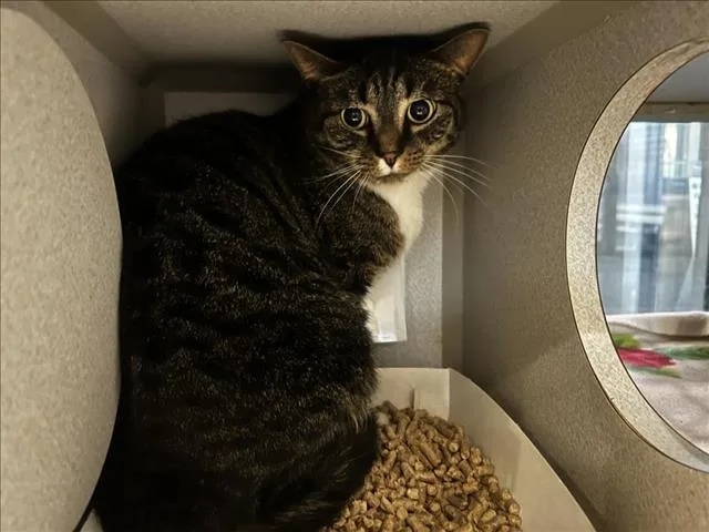 An adult medium-sized male Domestic Short Hair cat named Gerald for adoption in Chapel Hill, NC