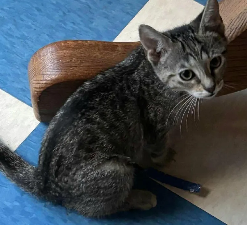 A baby small-sized female Domestic Short Hair cat named Izzy for adoption in Chicago, IL