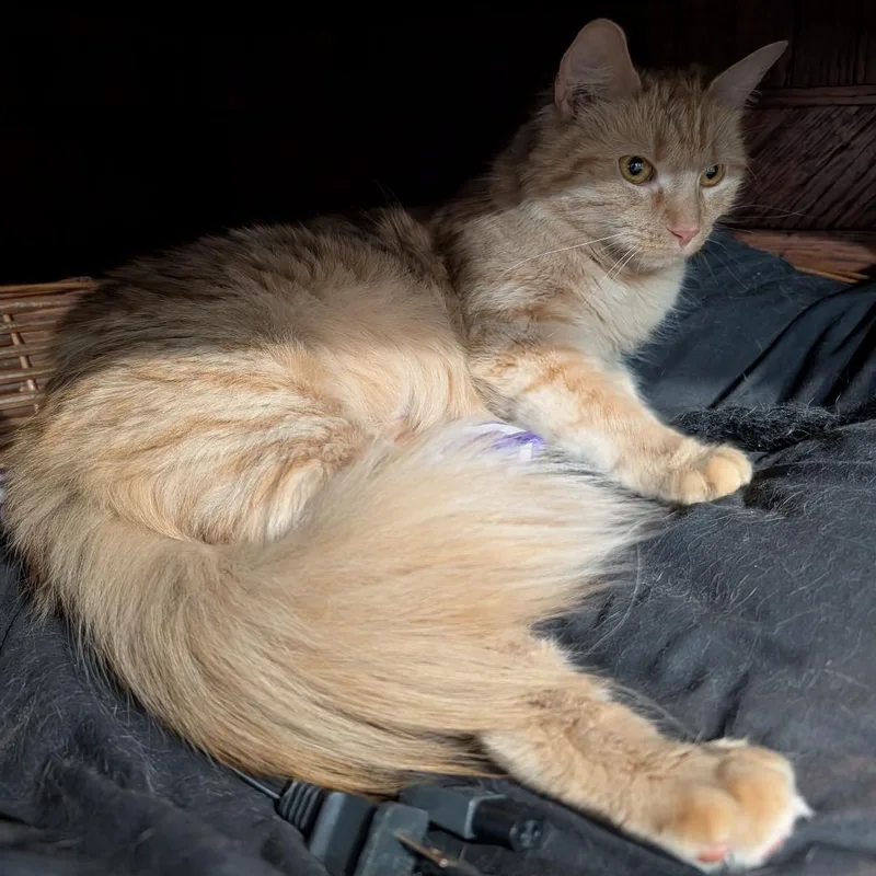 A young medium-sized female Tabby (Orange / Red) Domestic Medium Hair cat named Natalie for adoption in Reisterstown, MD