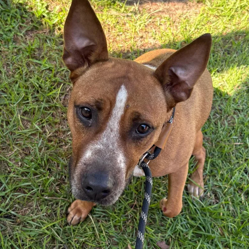 An adult medium-sized female Yellow / Tan / Blond / Fawn Mixed Breed dog named Mariah for adoption in Milton, FL