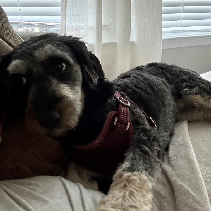 An adult medium-sized female Aussiedoodle dog named Meadow for adoption in Richmond, VA