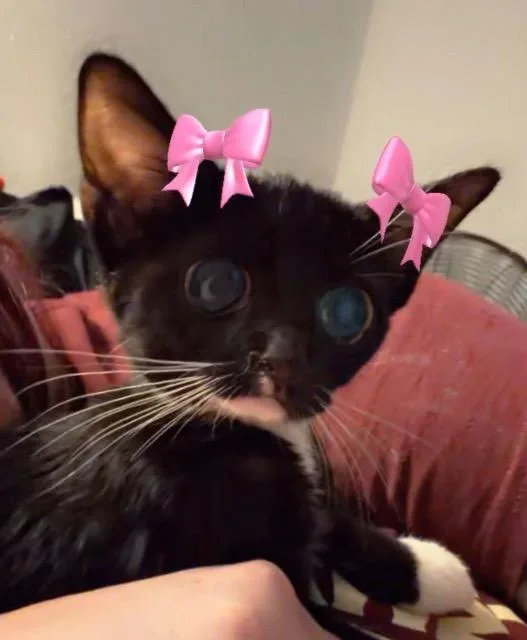 A baby medium-sized male Domestic Short Hair cat named Chance for adoption in New Braunfels, TX