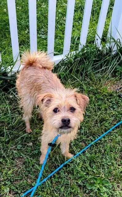 A young small-sized male Apricot / Beige Norfolk Terrier dog named Haaland for adoption in Columbia, MD