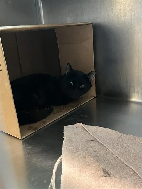 A young small-sized male Domestic Short Hair cat named Jello for adoption in Boston, MA