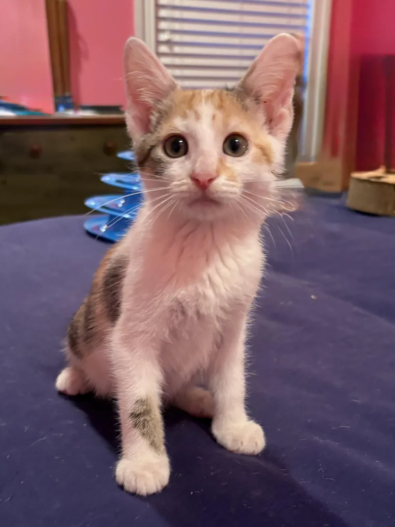 A baby medium-sized female Torbie Domestic Short Hair cat named Delilah for adoption in Valdosta, GA
