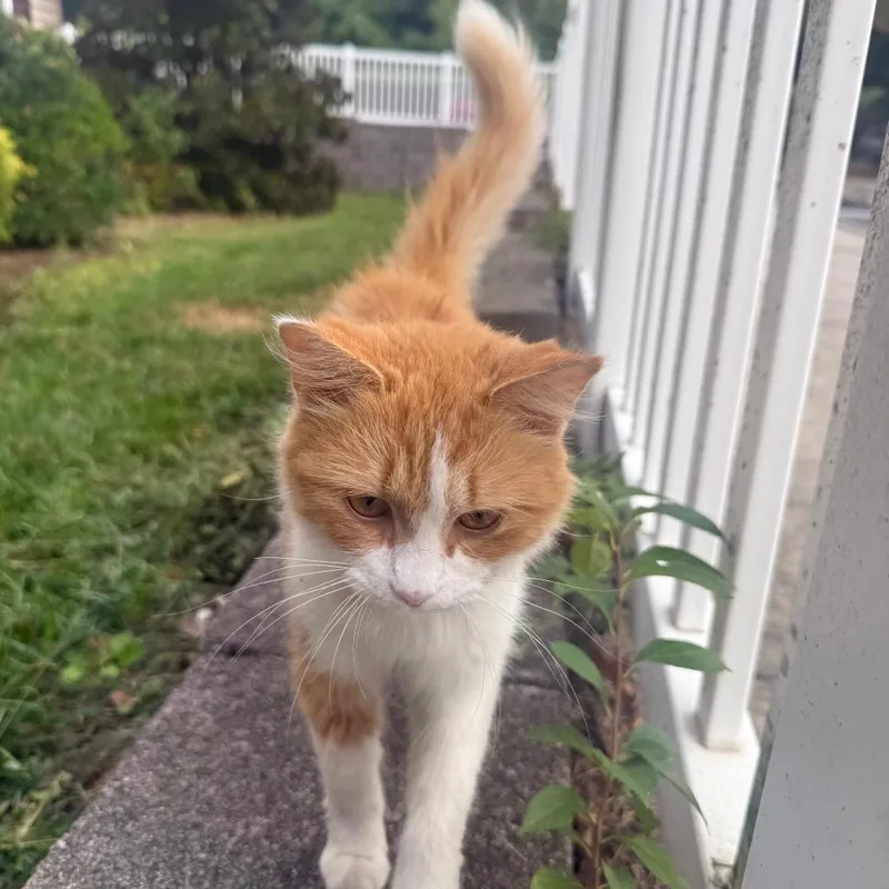 A young medium-sized female Domestic Medium Hair cat named Halloweenie for adoption in Greensboro, NC