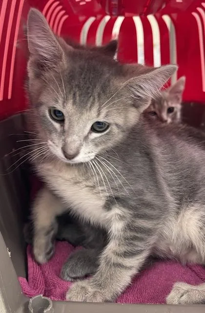 A baby small-sized male Domestic Short Hair cat named Patroclus for adoption in Westland, MI