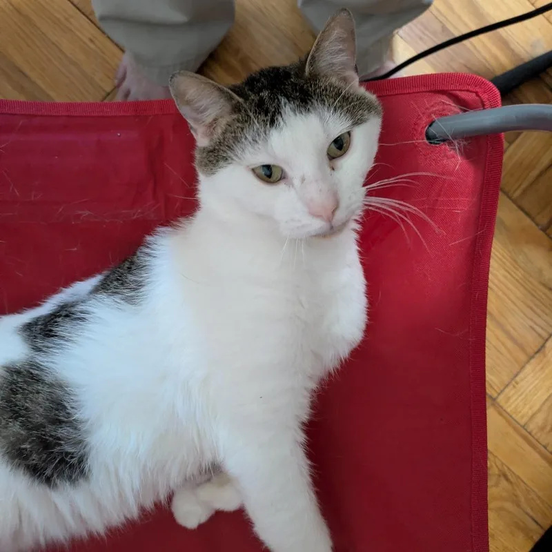 An adult medium-sized male Brown / Chocolate Domestic Short Hair cat named Kirby for adoption in Evanston, IL