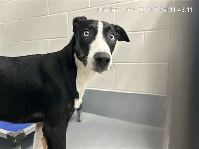 A young medium-sized male Siberian Husky dog named Astro for adoption in Ocala, FL