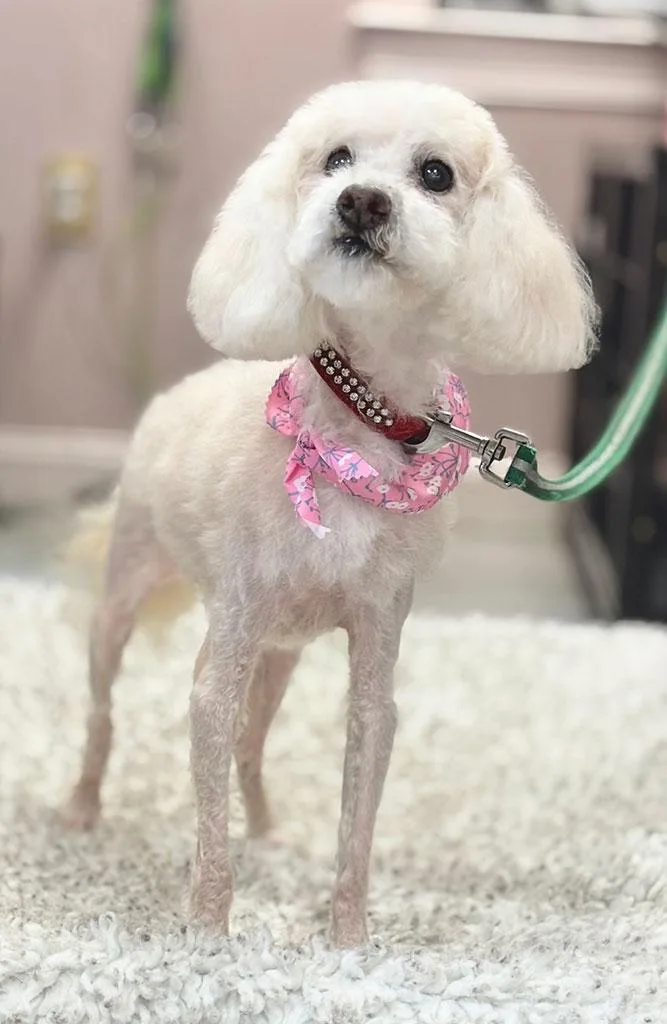 A senior small-sized female Shih Tzu dog named Puff for adoption in Bowie, MD