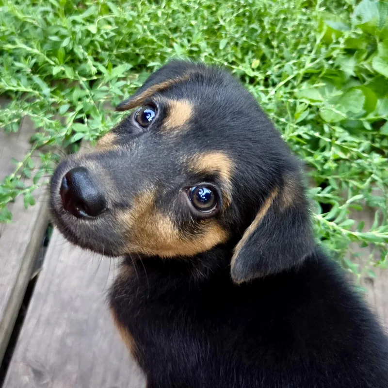 A baby medium-sized male Black Shepherd dog named Beetle for adoption in Prior Lake, MN