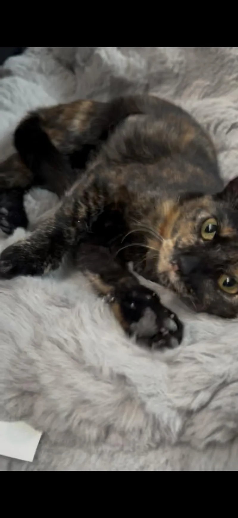 A baby small-sized female American Shorthair cat named Bubbles for adoption in Charlotte, NC