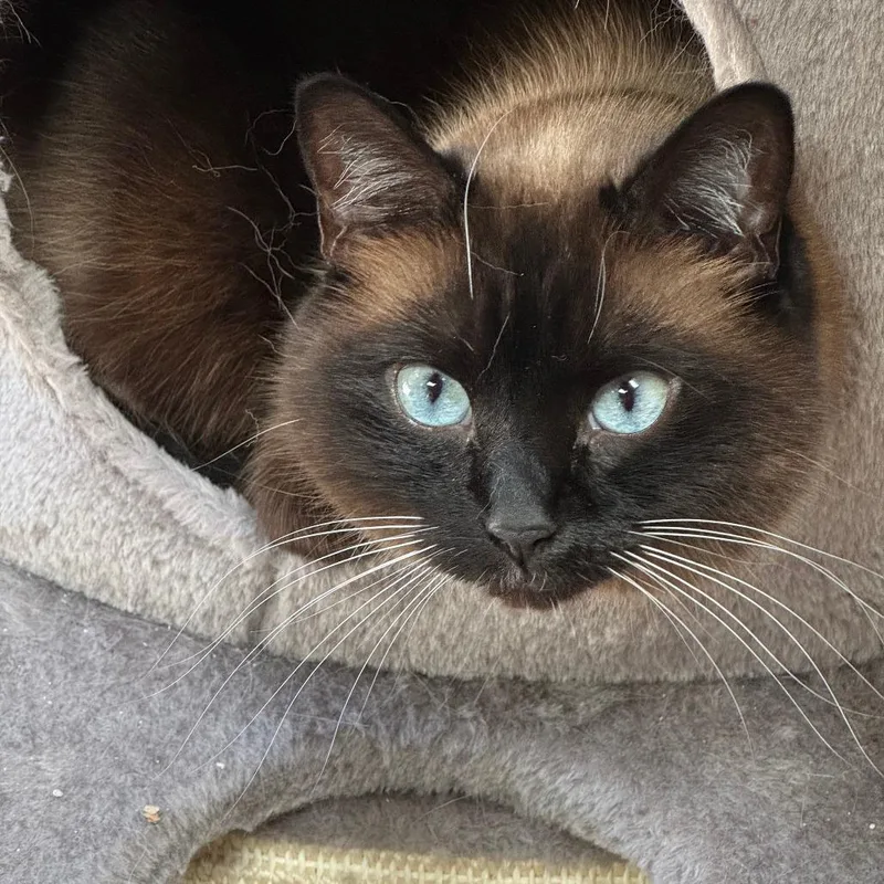 An adult large-sized female Seal Point Siamese cat named Princessa for adoption in Incline Village, NV