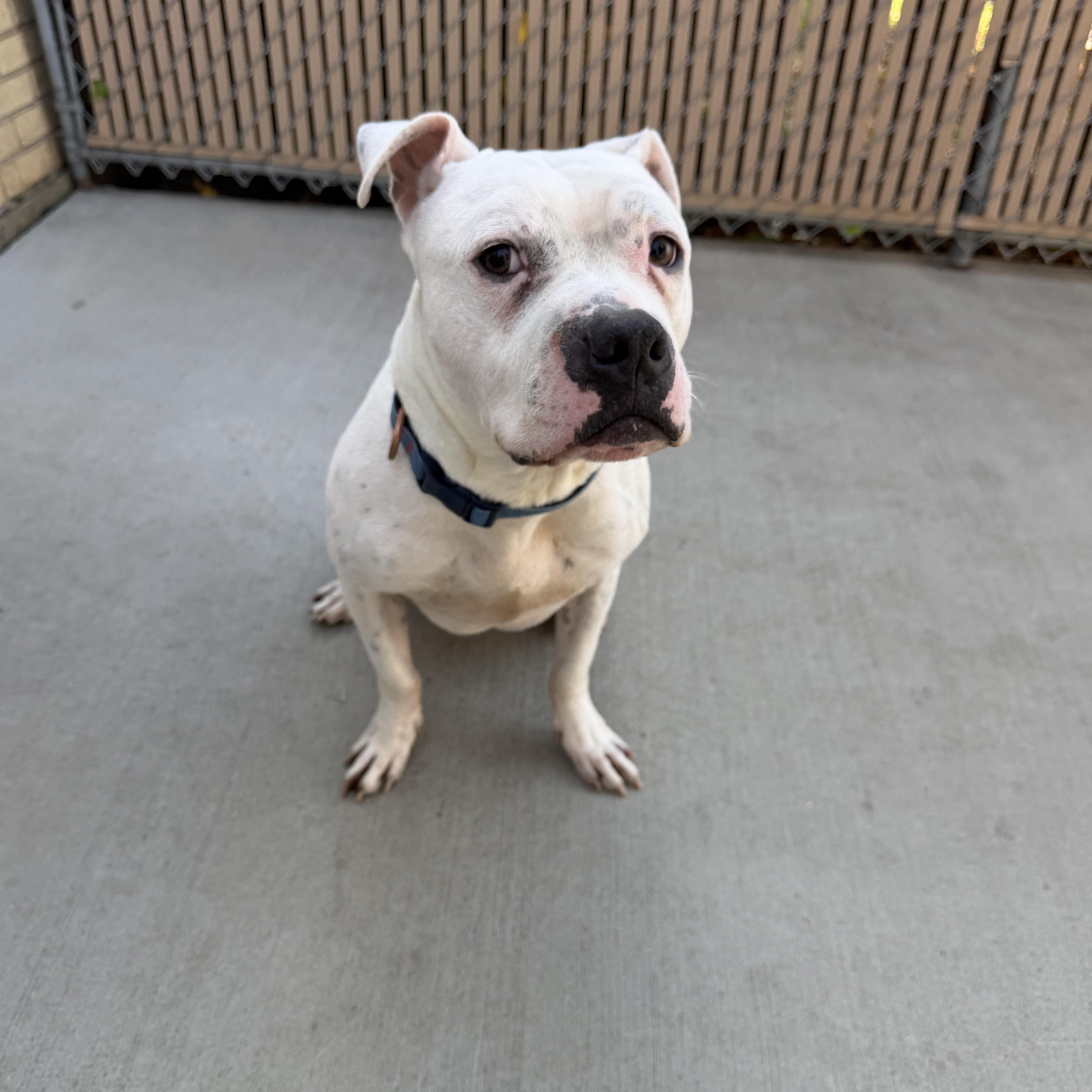 An adult medium-sized male White / Cream American Bulldog dog named Oliver for adoption in Chisholm, MN