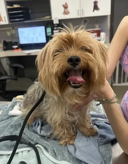 An adult small-sized male Yorkshire Terrier dog named Harley for adoption in Palm Coast, FL