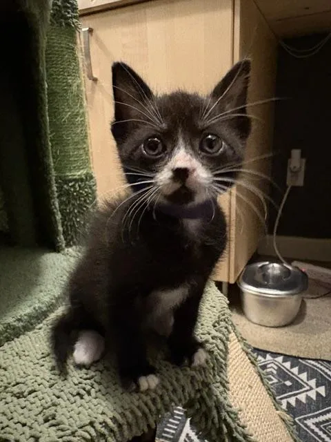 Nutmeg
