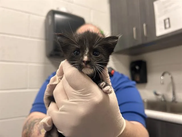 A baby small-sized female Domestic Short Hair cat named Penelope for adoption in Ocala, FL