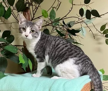 A young medium-sized male Domestic Short Hair cat named Charlie for adoption in Hastings, NE
