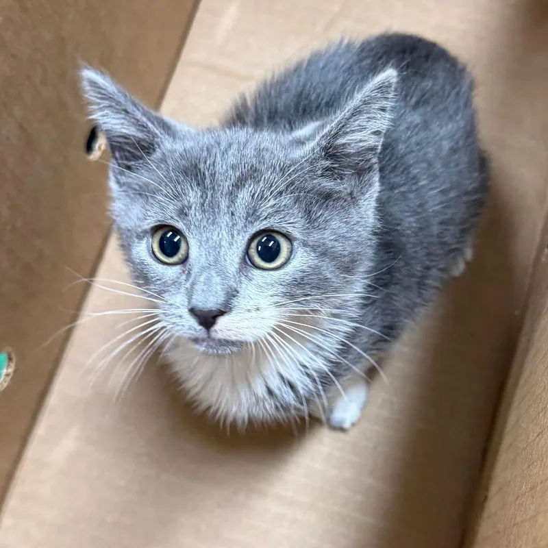 A baby small-sized female Gray / Blue / Silver Domestic Short Hair cat named Viridian for adoption in Jacksonville, FL