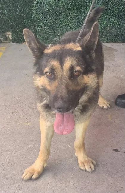 A baby extra large-sized male Black German Shepherd Dog dog named Scrabble for adoption in El Paso, TX