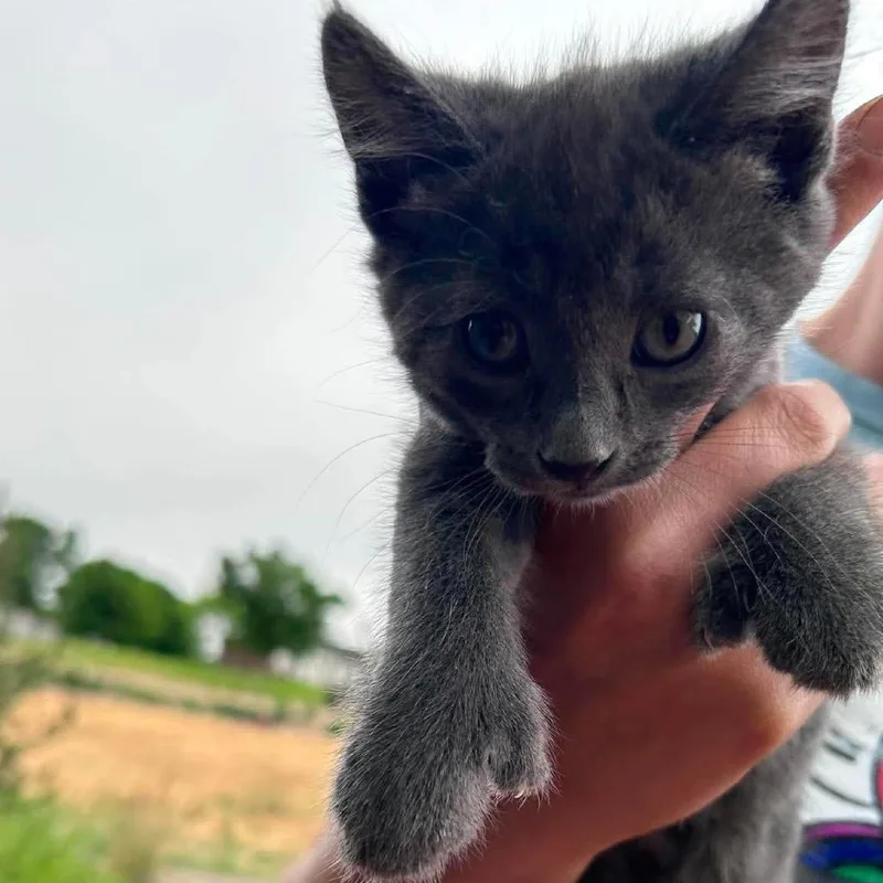 A baby small-sized male Gray / Blue / Silver Domestic Short Hair cat named Littlefoot for adoption in Nampa, ID