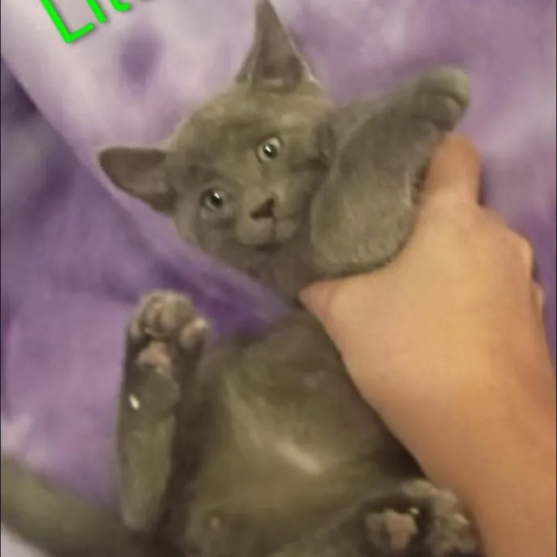 Littlefoot thumbnail 2