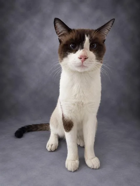 A young small-sized male Snowshoe cat named Sampson for adoption in Winter Haven, FL