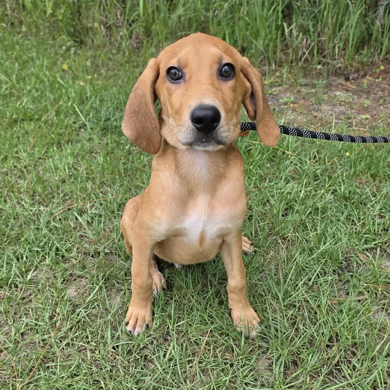 A baby medium-sized male Red / Chestnut / Orange Labrador Retriever dog named Conway for adoption in Foley, AL
