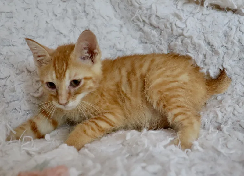 A baby medium-sized male Tabby (Orange / Red) American Bobtail cat named Bojangles for adoption in Saint Augustine, FL