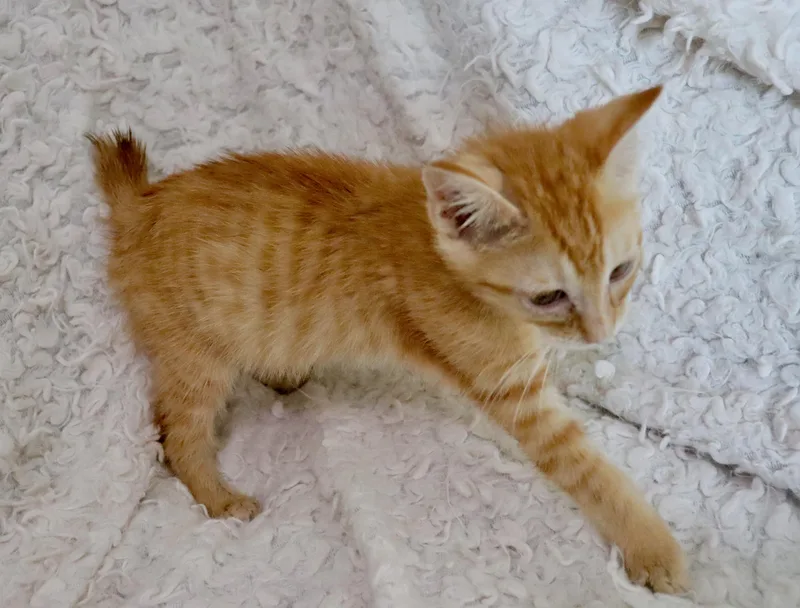 Bojangles thumbnail 2