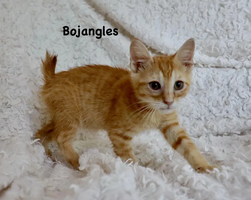 Bojangles thumbnail 4