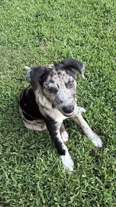 A baby medium-sized male Merle (Blue) Australian Shepherd dog named Dreamy Cheshire for adoption in Watertown, CT