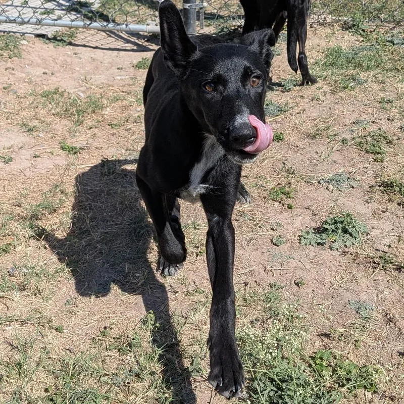 Sugarplum thumbnail 2