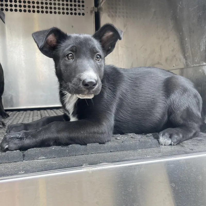 Sugarplum thumbnail 3