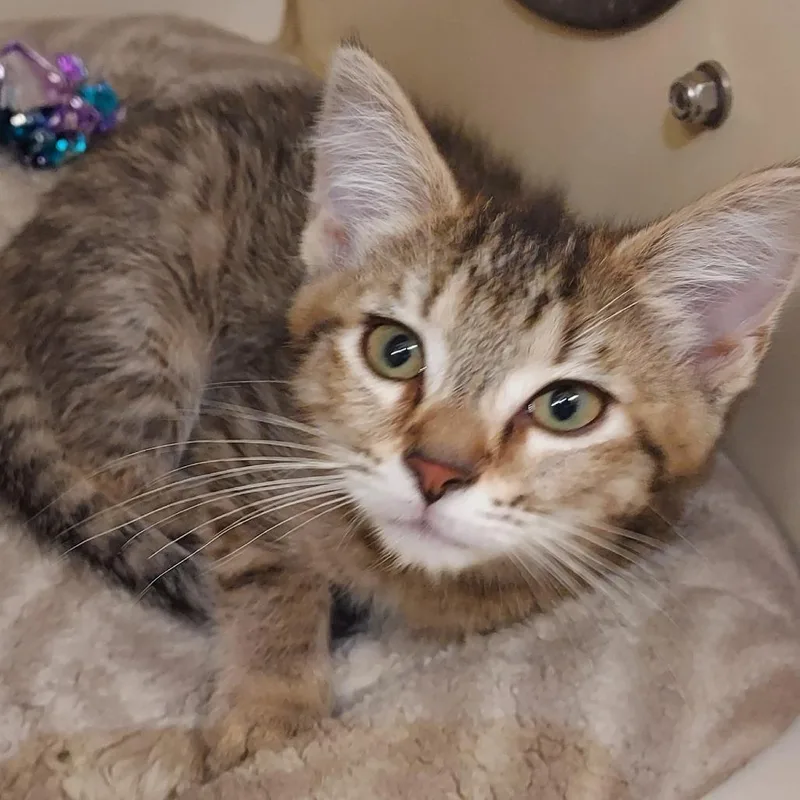 A baby small-sized female Brown / Chocolate Domestic Short Hair cat named Tangerine for adoption in Dayton, OH