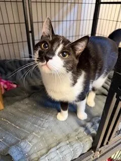 A baby small-sized male Domestic Short Hair cat named Zatar for adoption in West Chester, PA