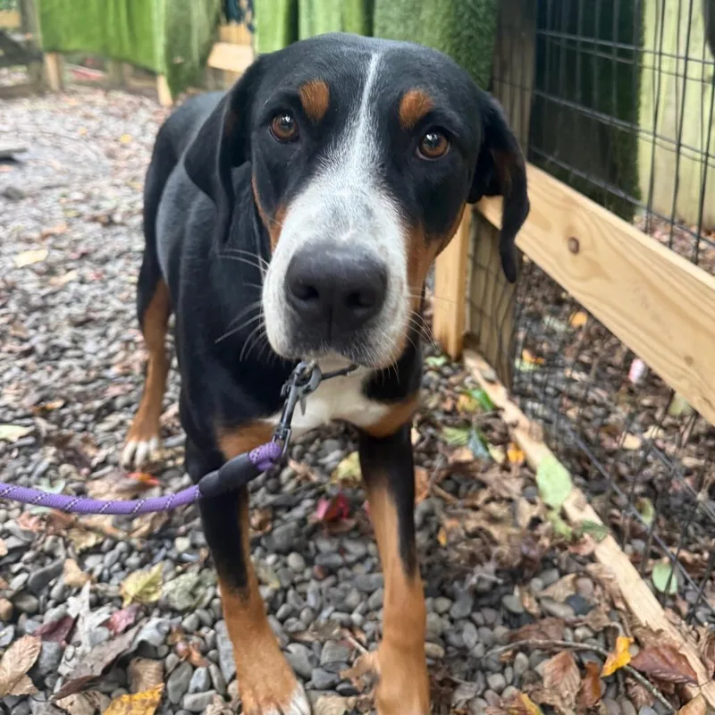 A young large-sized female Black Greater Swiss Mountain Dog dog named Milky Way for adoption in West Chester, PA