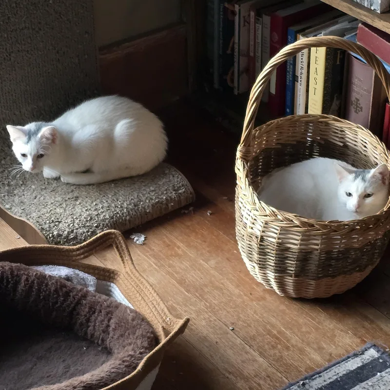 A young medium-sized female American Shorthair cat named Dew Drop for adoption in Lake City, MN