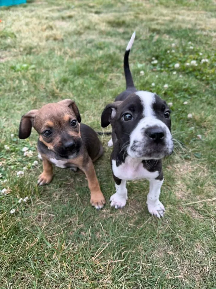 A baby medium-sized female Terrier dog named Miss Piggy for adoption in Berlin, NJ
