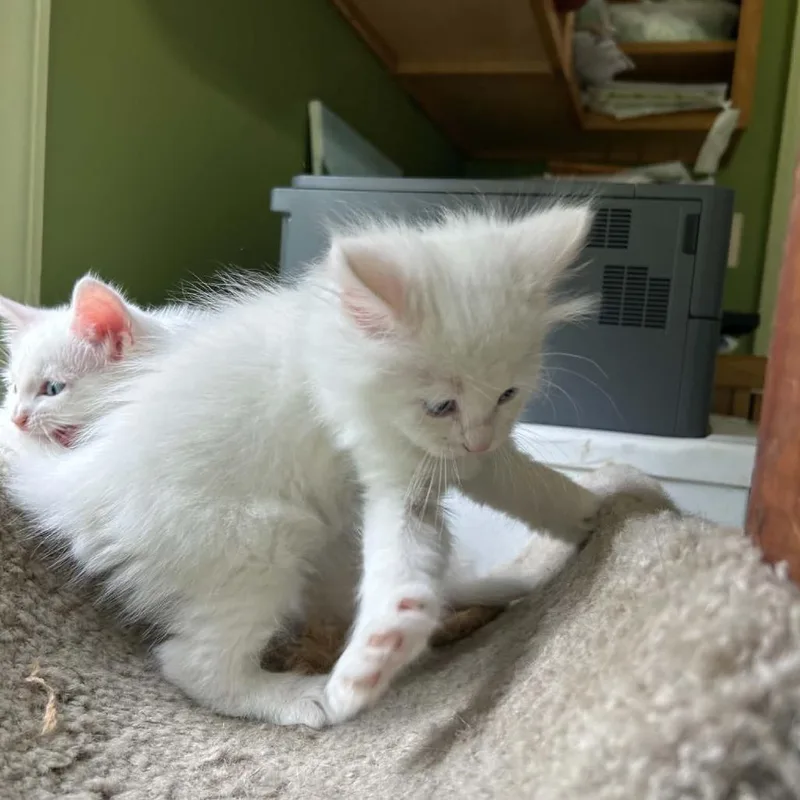 A baby small-sized female White Domestic Short Hair cat named Taffy for adoption in Lyndhurst, VA