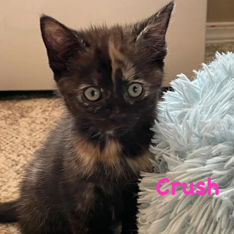 Crush
