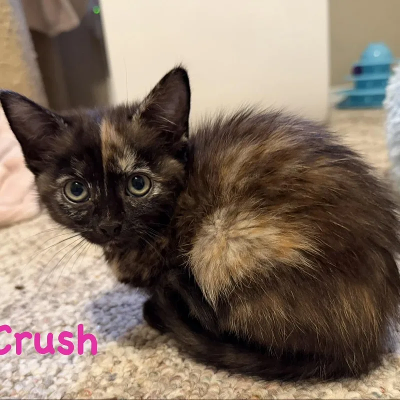 Crush thumbnail 3