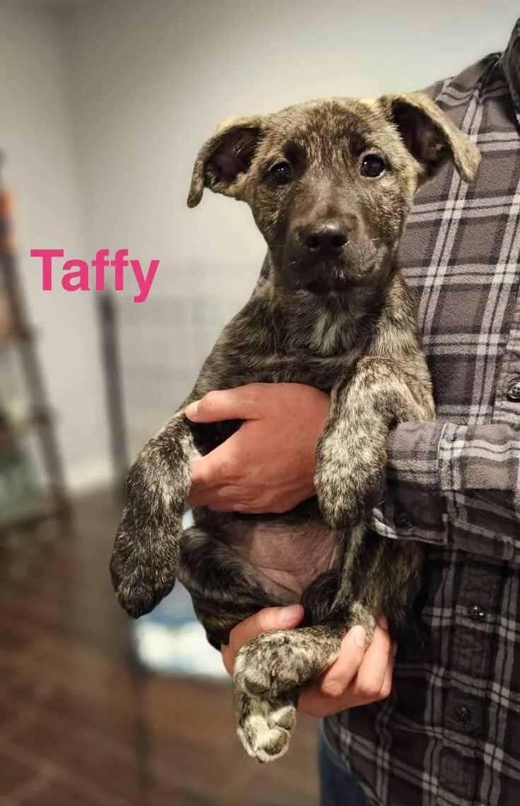 A baby medium-sized female Brindle Border Collie dog named Taffy for adoption in Encino, CA